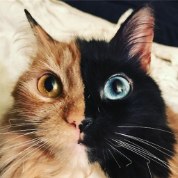 Cat Dimension Obby