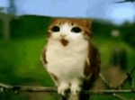 Meowl Team