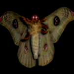 THE MOTH 9