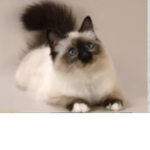 Meow Cat Family