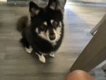 Hiiii this picture is my dog