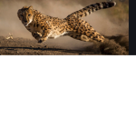 Cheetahgames99 squad