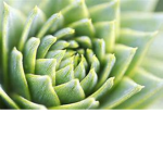 Im_HappyPlant