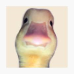 The Duck Army >:)
