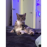 crimms kittens