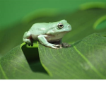 Froggies are cute :D
