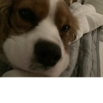 Cookie is cute