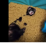 I like ferret