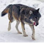 dehoyos7524 / wolf pack
