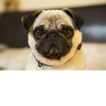 ThePuggies Group