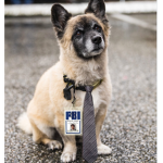 The secret dog society