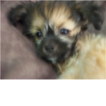 dog lovers group :D