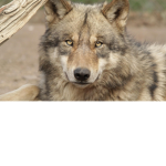 The Pack Of Fun Wolves