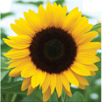 Xx_Sunflower_xX