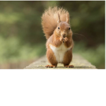 SQUIRRELS_4life