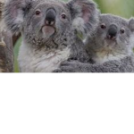 #koala sqaud!