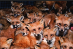 The Fox Army!!!