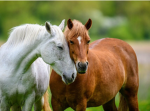 I live for horses