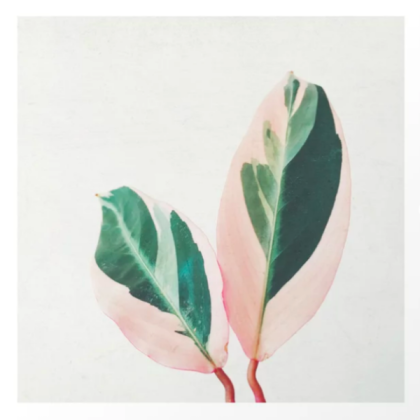 pink leaves Roblox decal