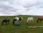 ~!Horsey Gals!~