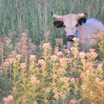 thirfting cows