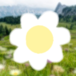 ~ Meadow Clan ~