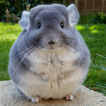 Chinchilla fan group :)