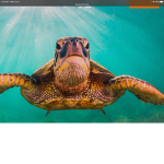 turtles turtle