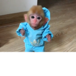 MONKEY CLAN 1010