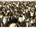 The penguins of magascar