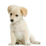 cute dawgz group