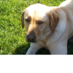 SuperDoggy8900 Club