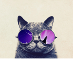 Crazy Kitty Inc.