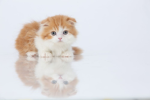 猫の楽園