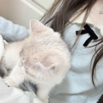 kittins :3