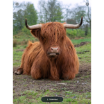 Animal game supporters
