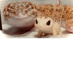 Lizards _are _the_best