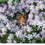 hamster hangout <3