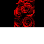Roses Aesthetic Clothing Line