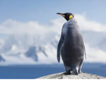 Penguins Rule the World!