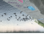 Ducks go quack and they flyyyyyyy