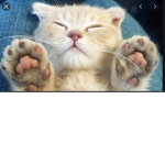 The cat force
