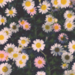 Molly’s Marigold Garden