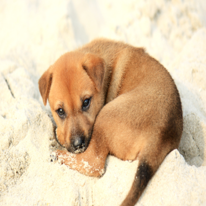 dog Roblox decal