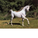 the pony lovers fan club!