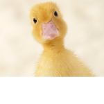 Duckling club