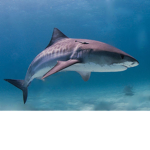 Sand sharks united!