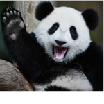 Panda Group >.<