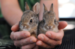 The official Baby bunnies commune