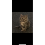 cats cats me me